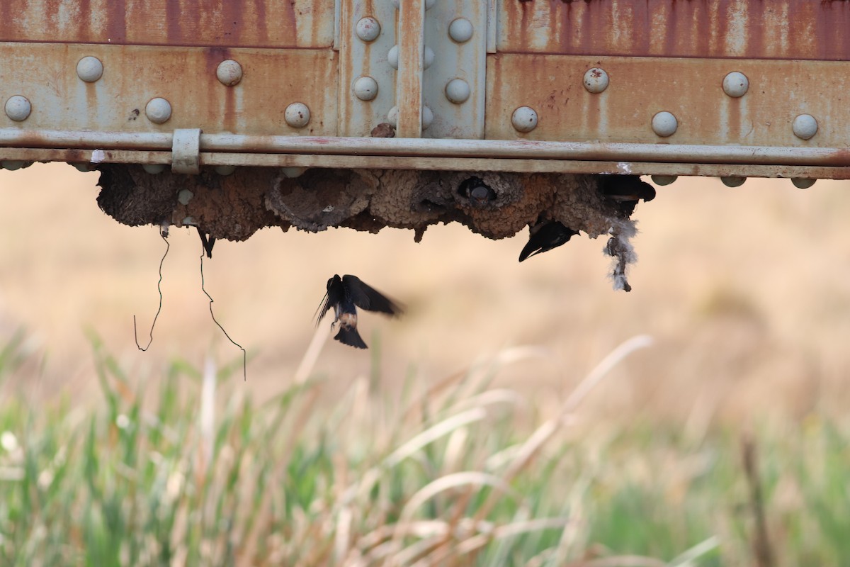 South African Swallow - ML623791267