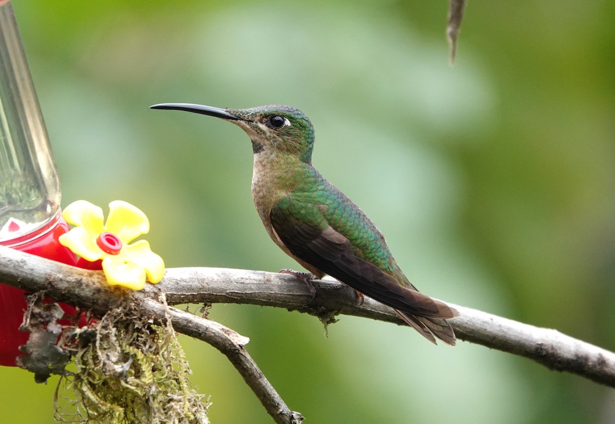 Fawn-breasted Brilliant - ML623791271