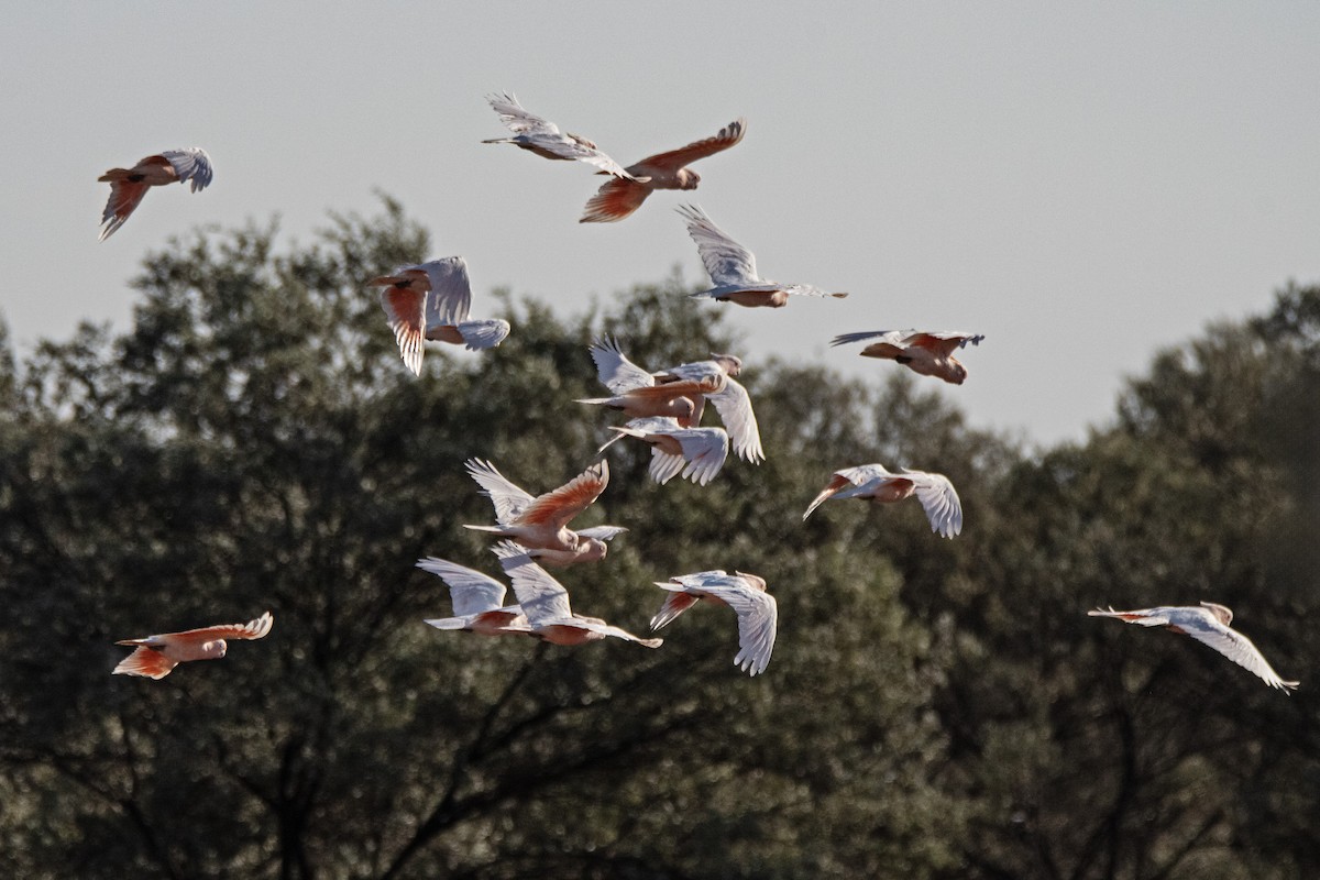 Pink Cockatoo - ML623791280