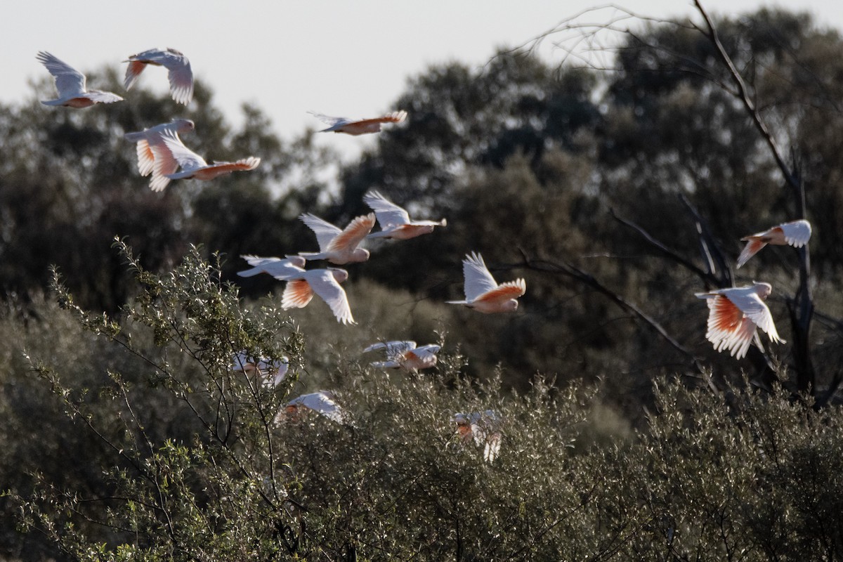 Pink Cockatoo - ML623791285