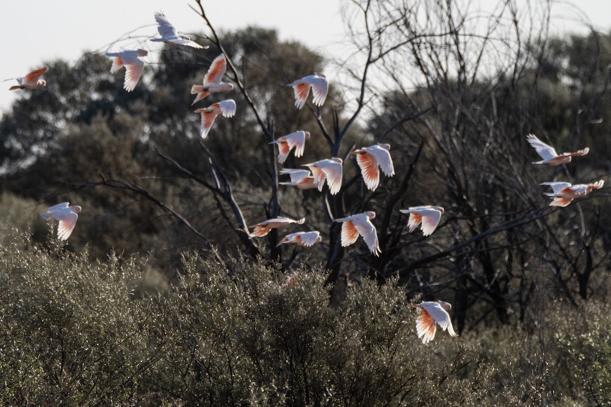 Pink Cockatoo - ML623791286