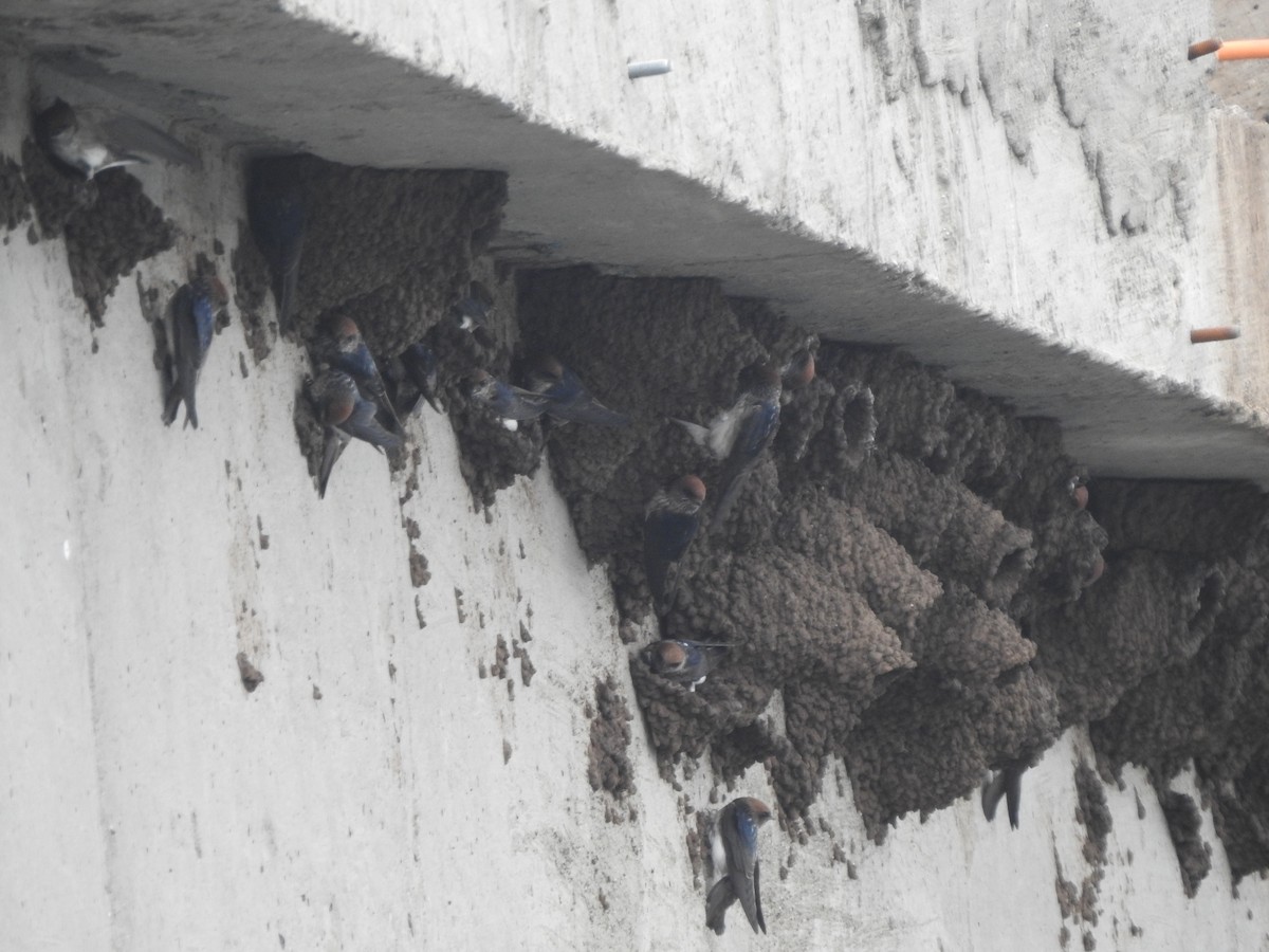 Streak-throated Swallow - ML623791288