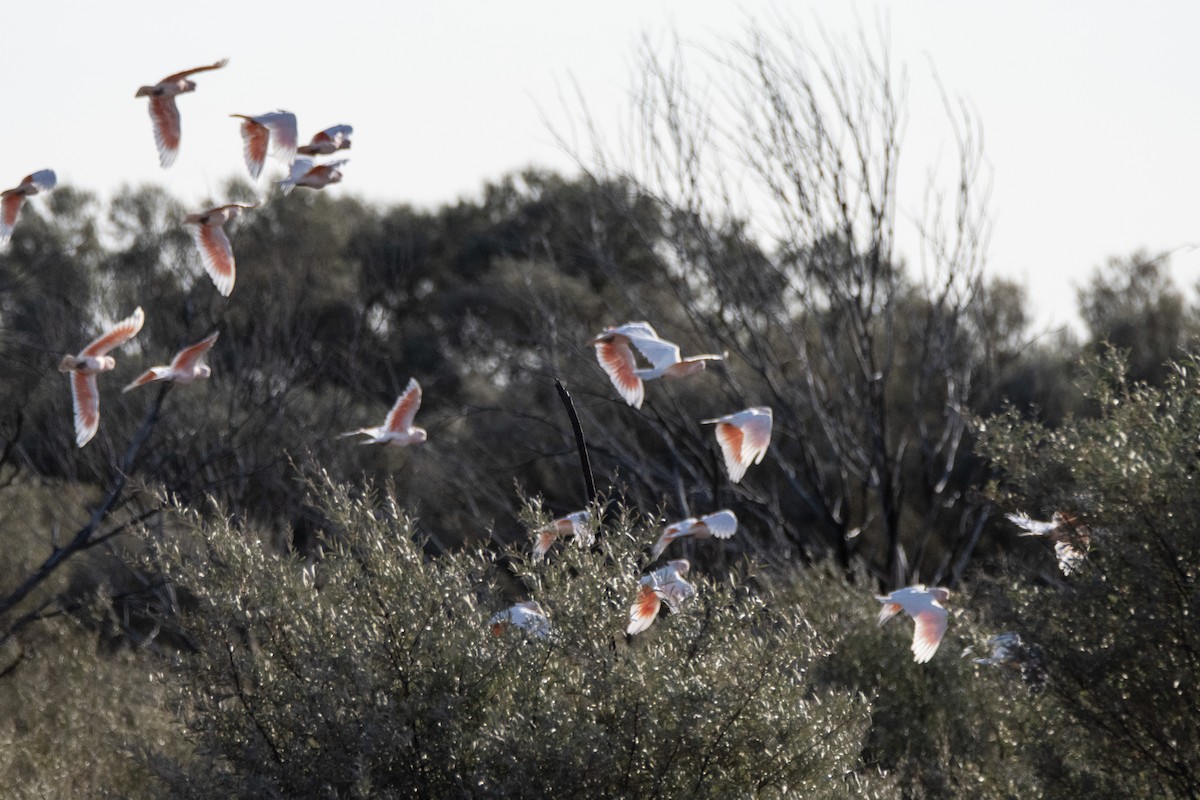 Pink Cockatoo - ML623791289