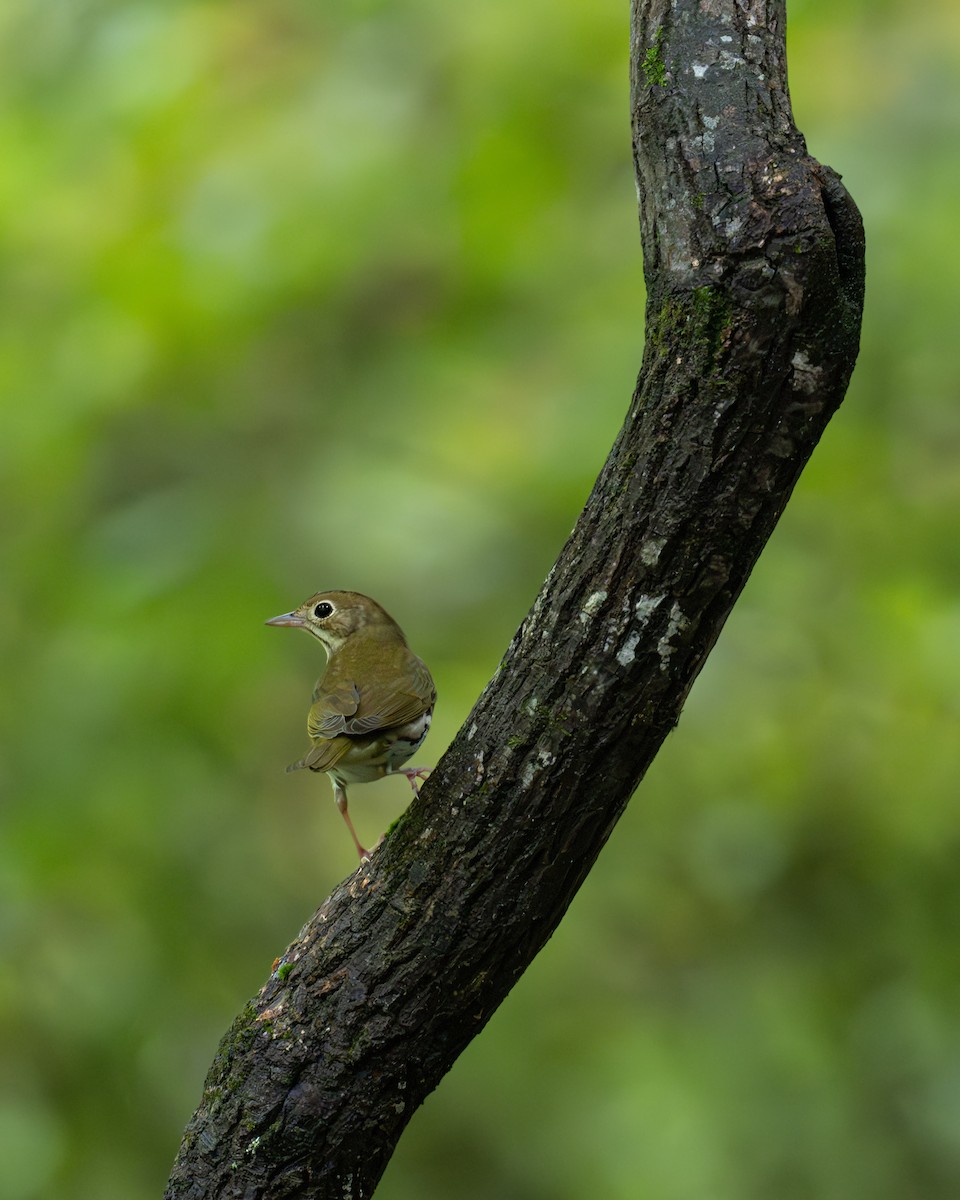 Ovenbird - Scott Mullens