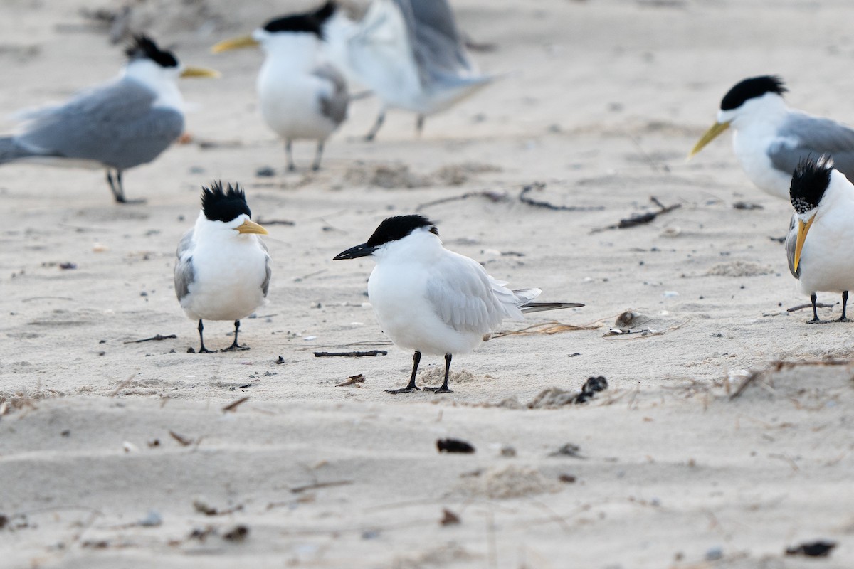 Australian Tern - ML623791362