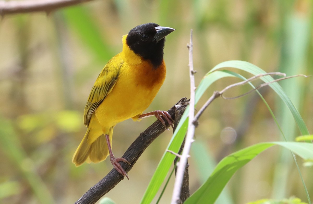 Black-headed Weaver - ML623791410