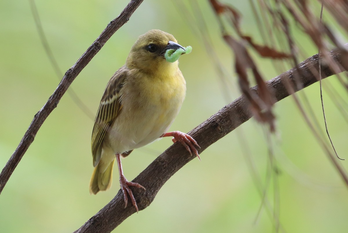 Black-headed Weaver - ML623791411