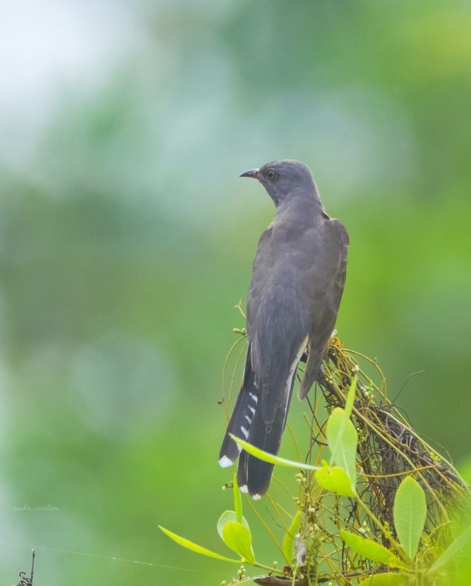 Plaintive Cuckoo - ML623791436