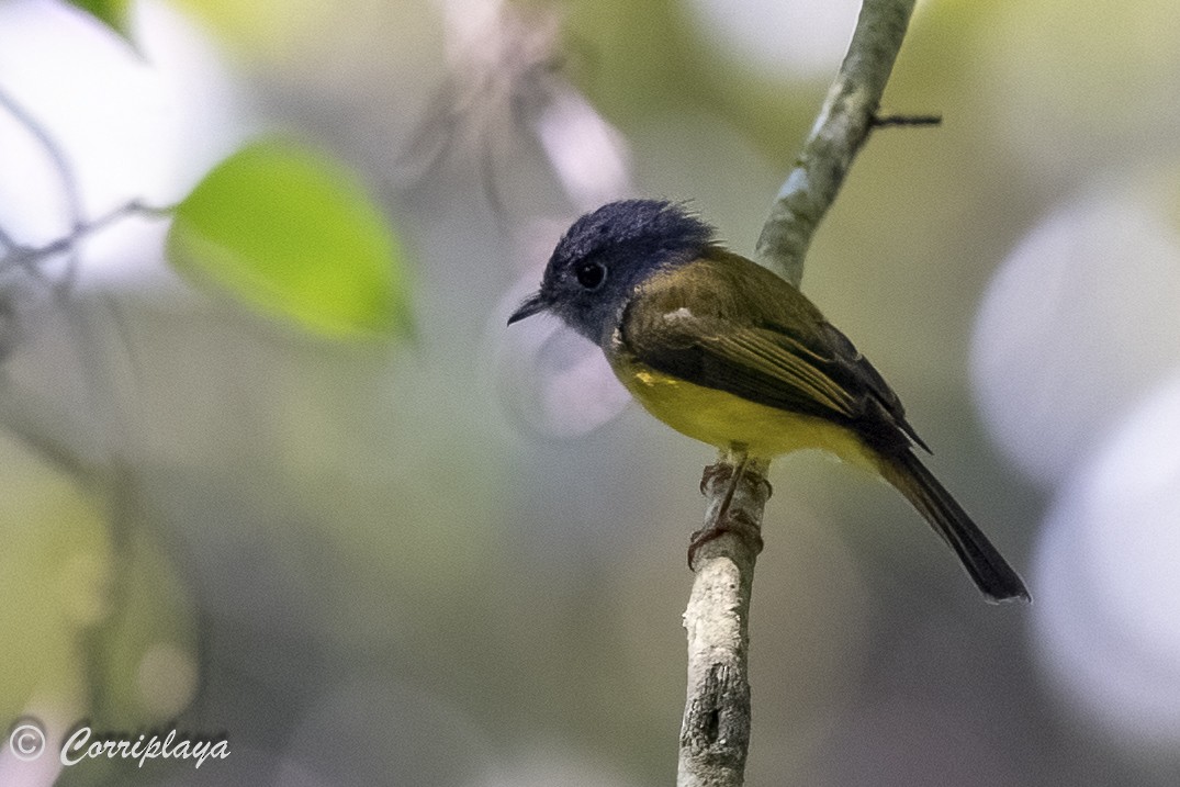 Gray-headed Canary-Flycatcher - ML623791440