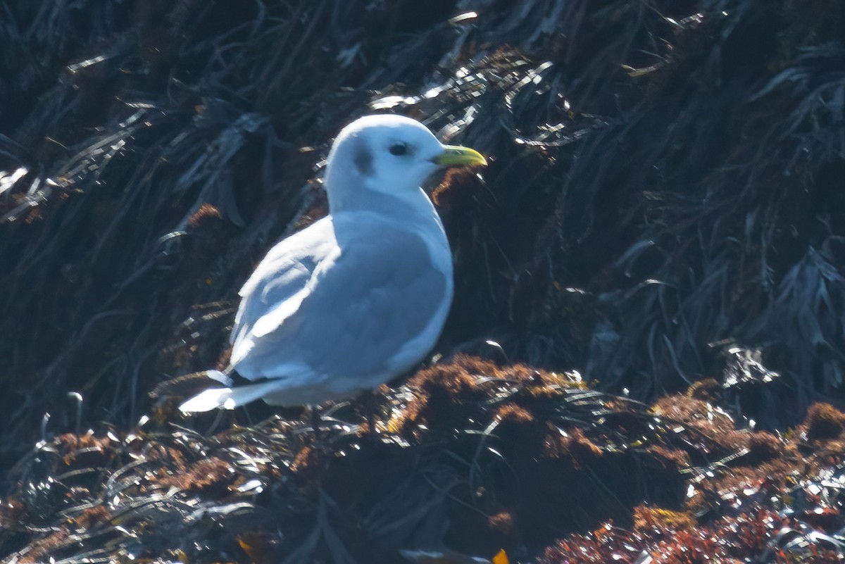 Black-legged Kittiwake - ML623791446