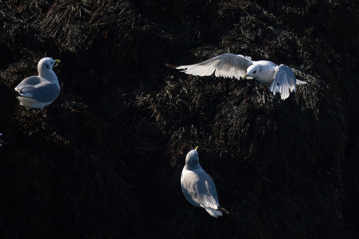 Mouette tridactyle - ML623791447