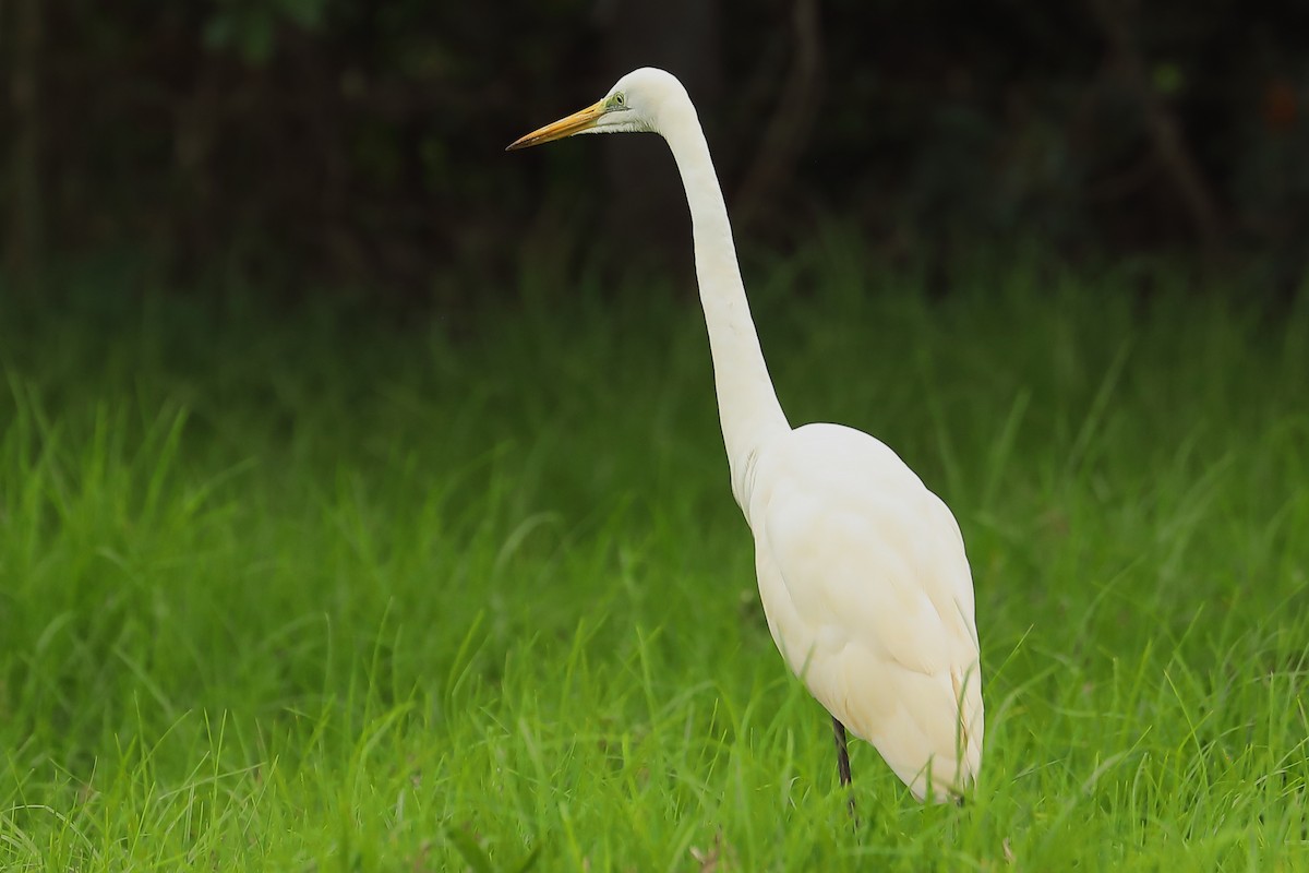 Great Egret - ML623791449