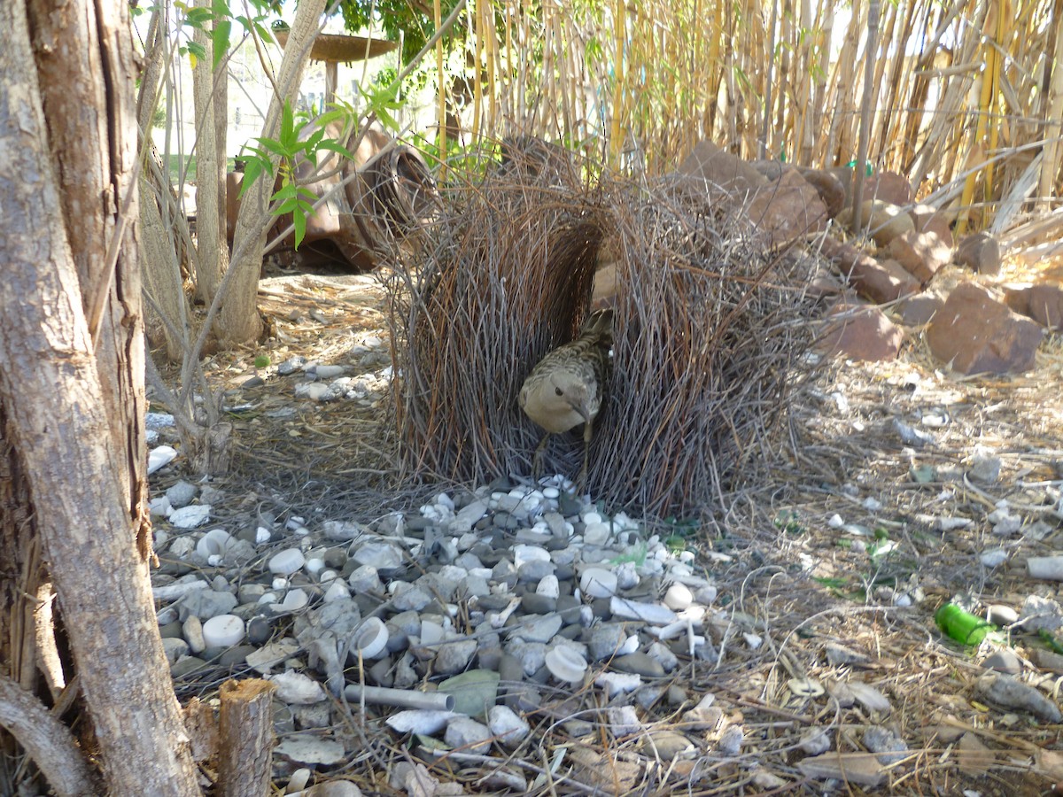 Great Bowerbird - ML623791516