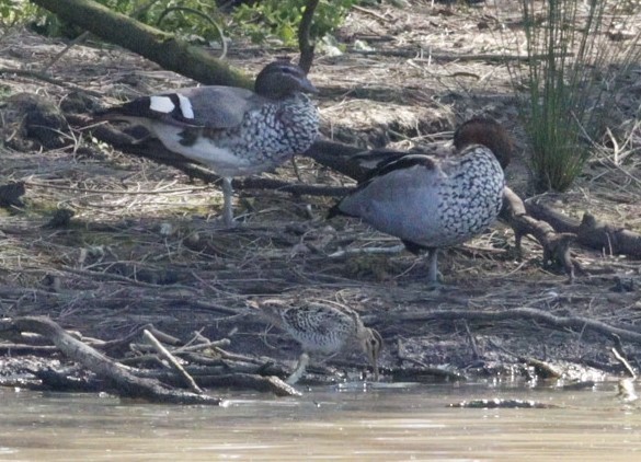 Latham's Snipe - Darren Foster