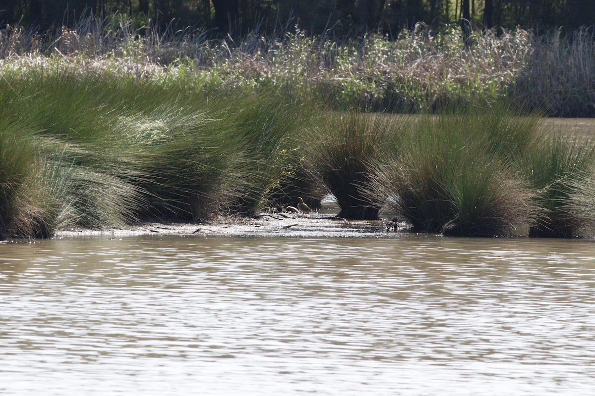 Latham's Snipe - ML623791532