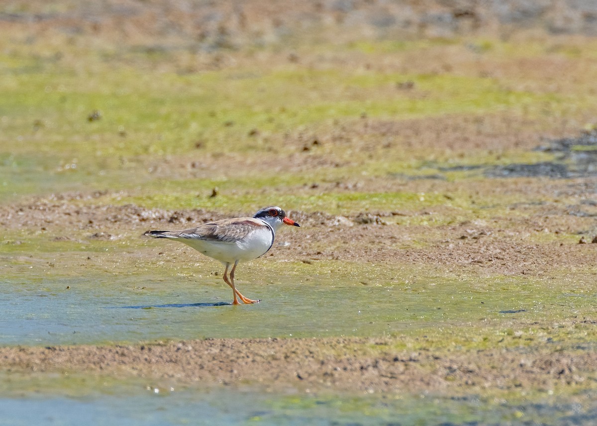 Black-fronted Dotterel - ML623791533