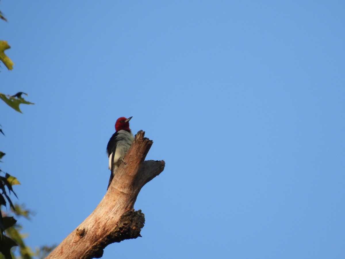 Red-headed Woodpecker - ML623791550