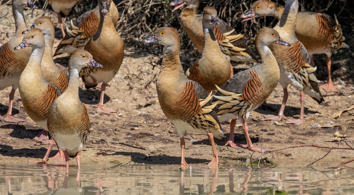 Plumed Whistling-Duck - ML623791562