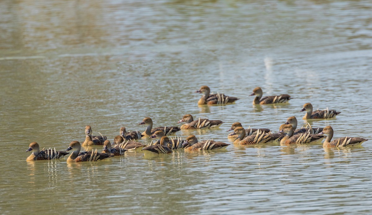 Plumed Whistling-Duck - ML623791563