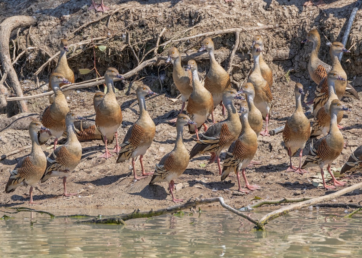 Plumed Whistling-Duck - ML623791564