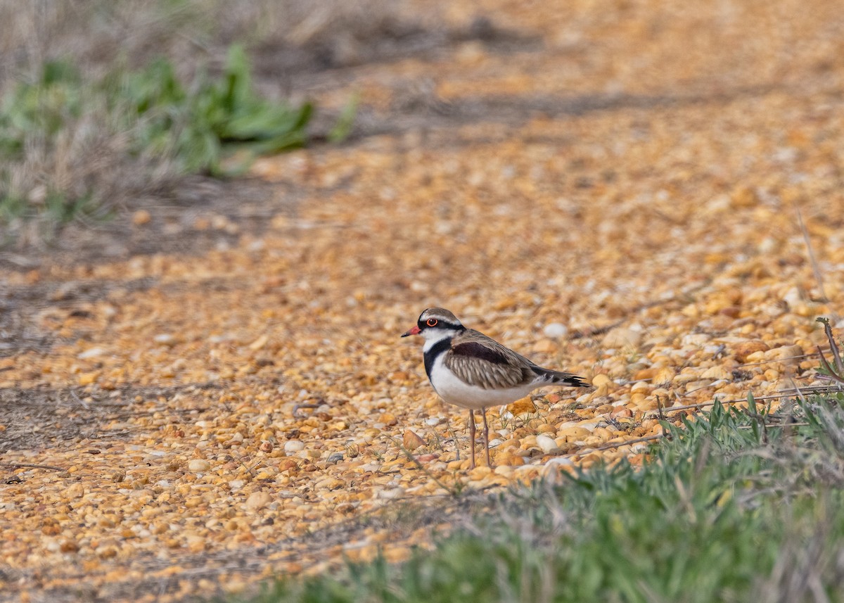 Black-fronted Dotterel - ML623791596