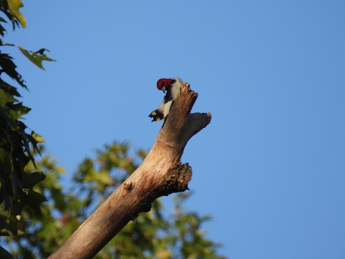 Red-headed Woodpecker - ML623791606