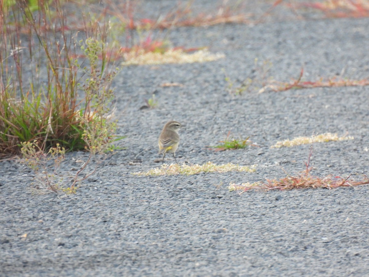 Palm Warbler - ML623791619