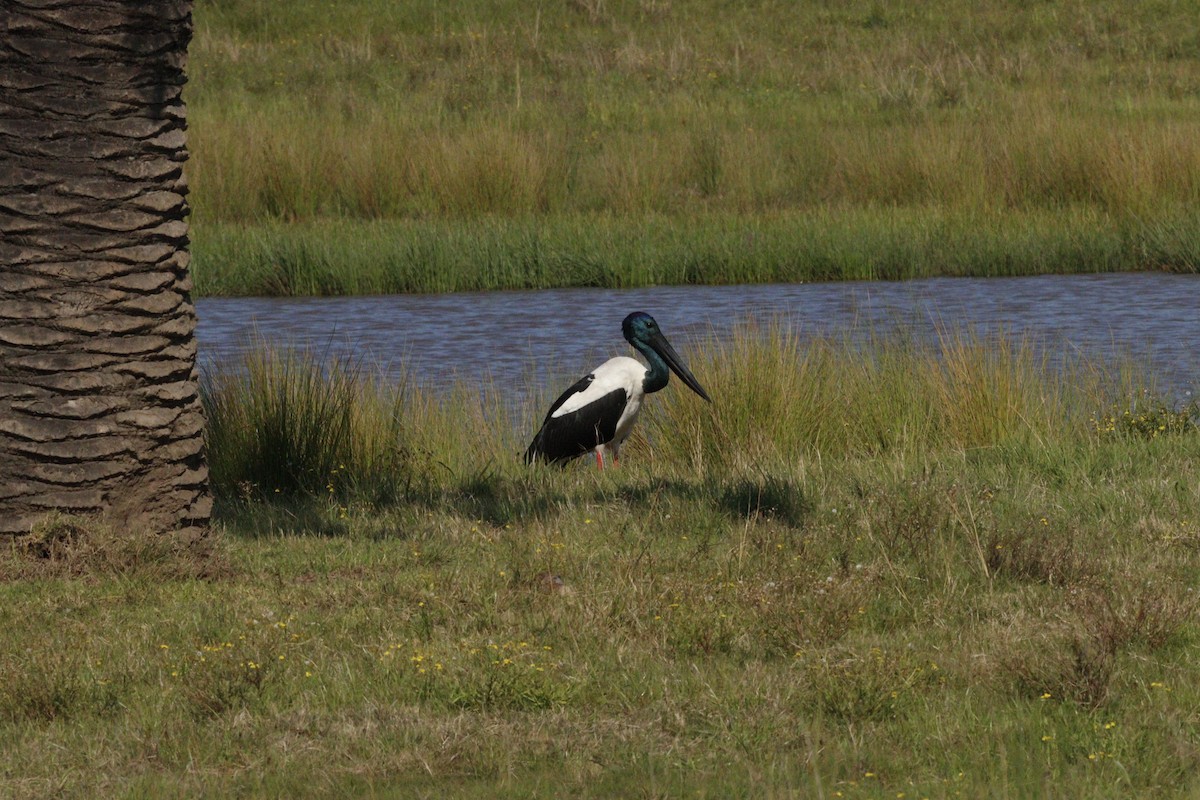 Black-necked Stork - ML623791696