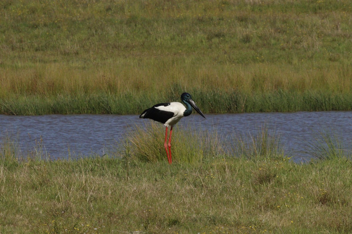 Black-necked Stork - ML623791698