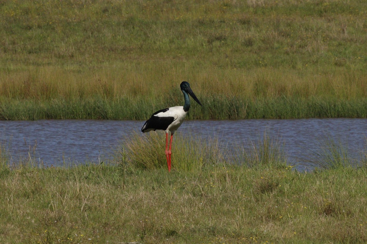 Black-necked Stork - ML623791699