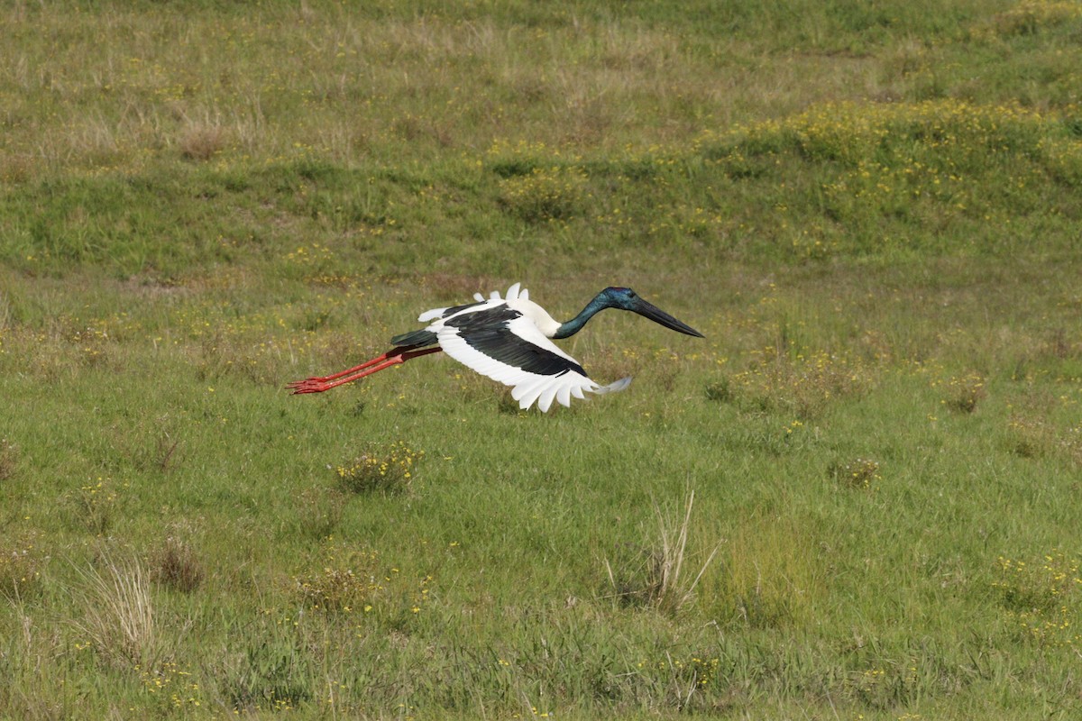 Black-necked Stork - ML623791700