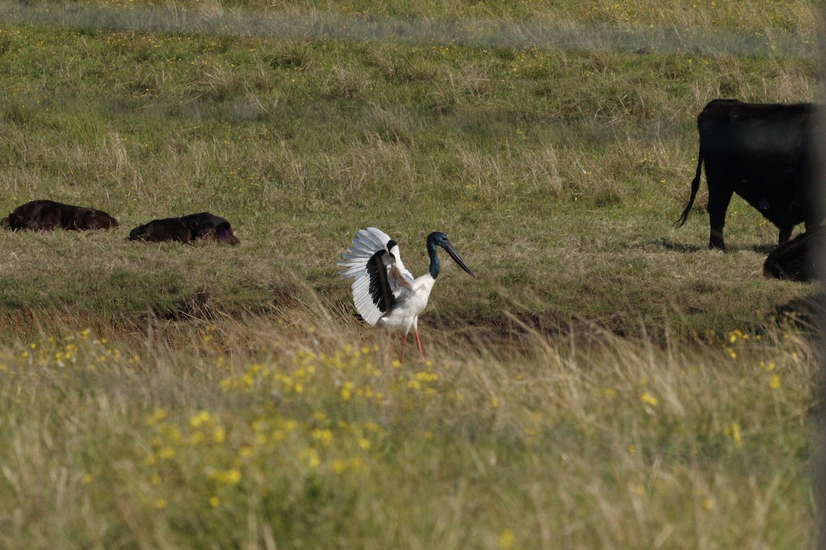 Black-necked Stork - Darren Foster