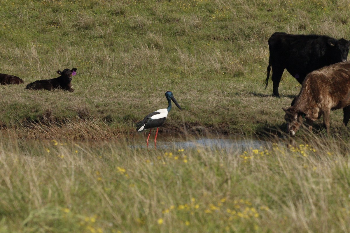 Black-necked Stork - ML623791703