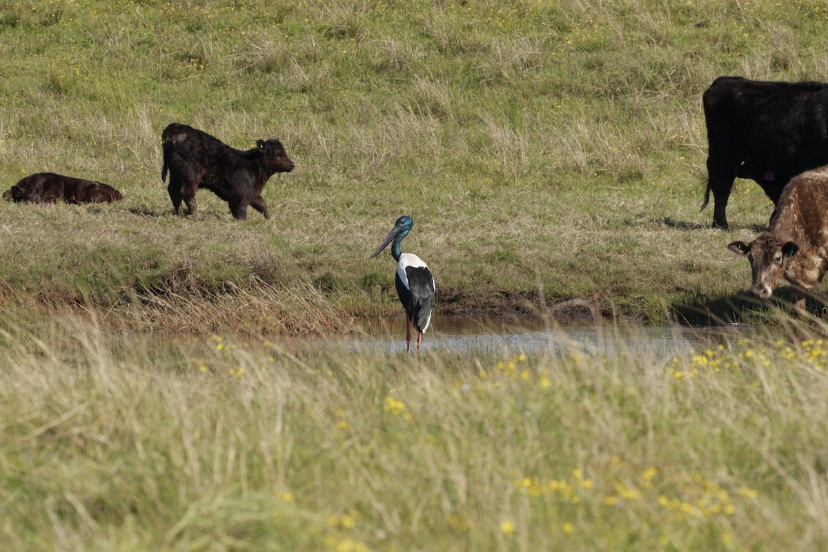 Black-necked Stork - ML623791704