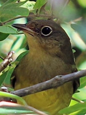 Connecticut Warbler - Phil Mills