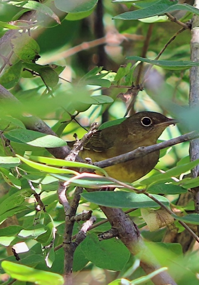 Connecticut Warbler - Phil Mills