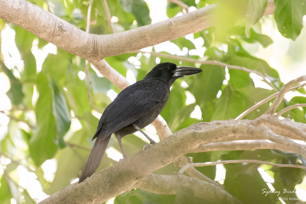 Black Butcherbird - ML623791786