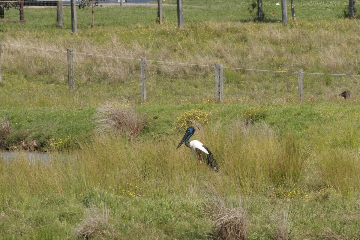 Black-necked Stork - ML623791826