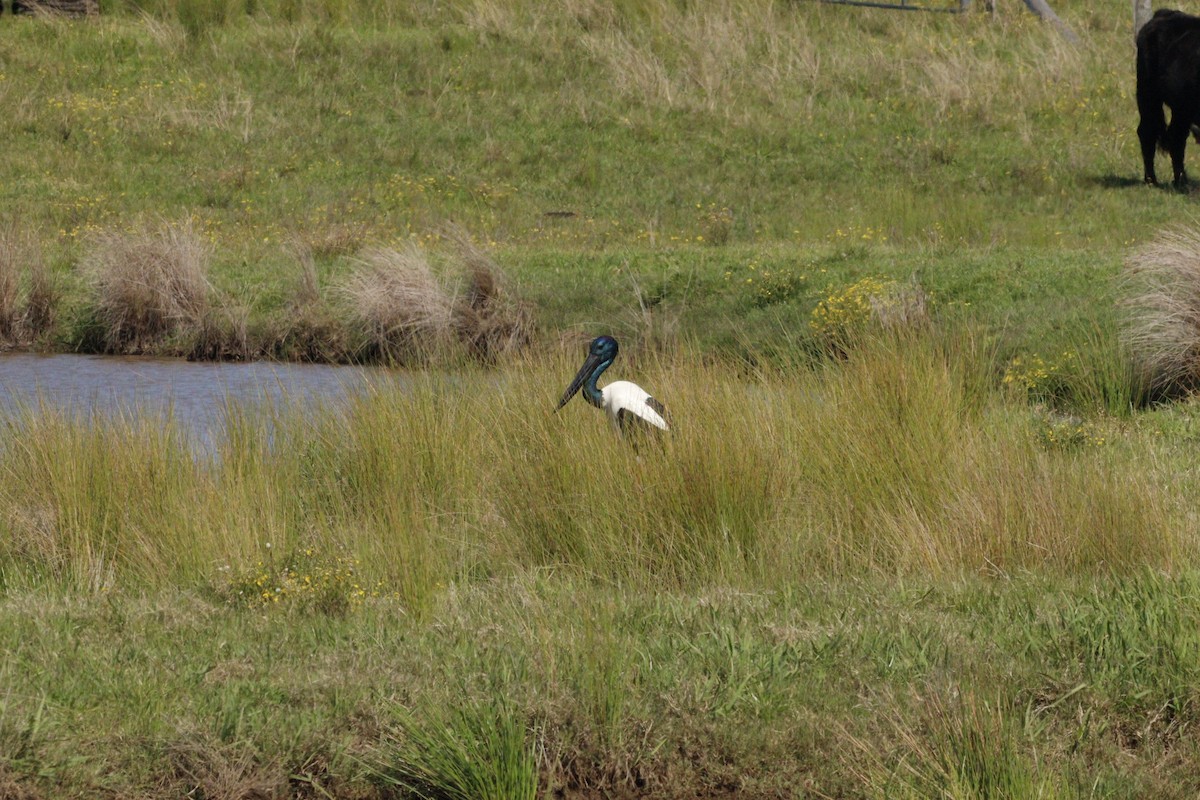 Black-necked Stork - ML623791827