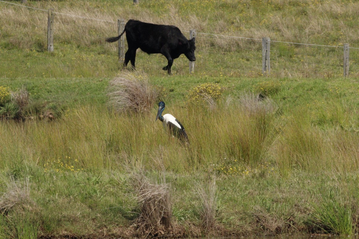 Black-necked Stork - ML623791828