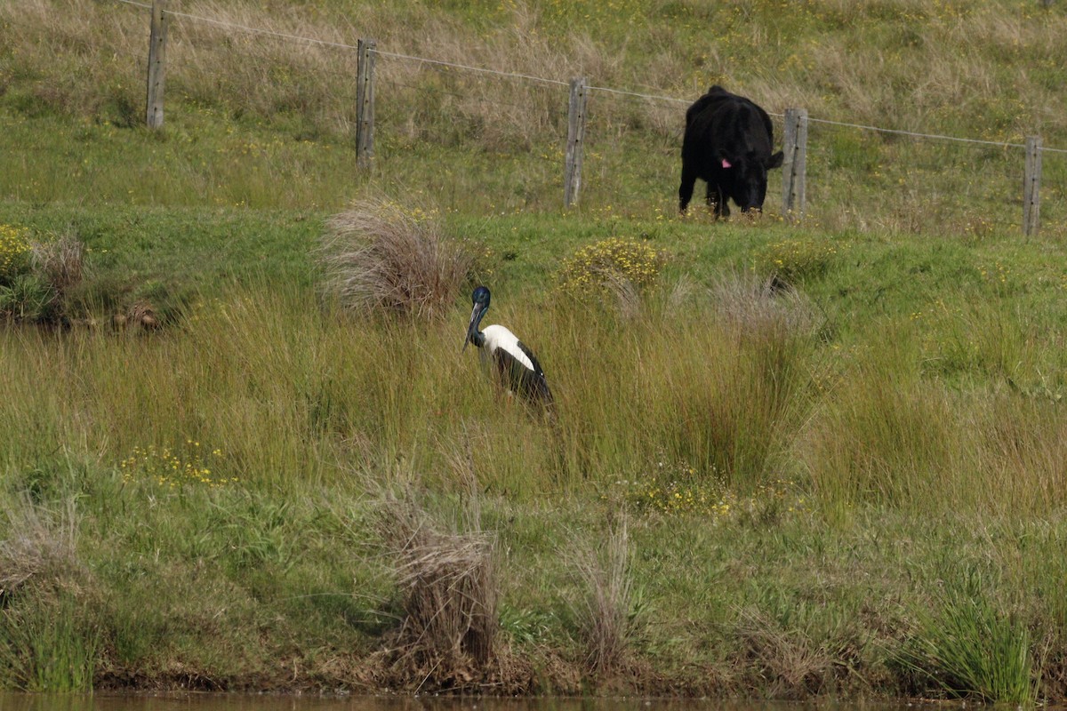 Black-necked Stork - Darren Foster