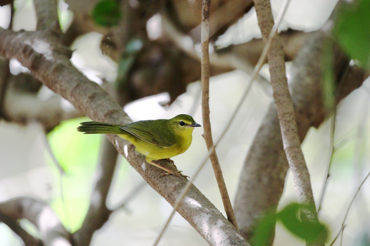 Flavescent Warbler - ML623791840