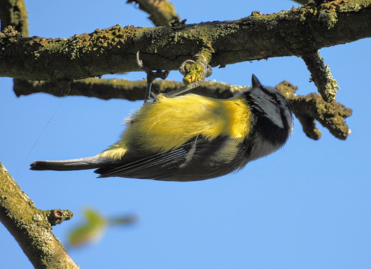 Eurasian Blue Tit - ML623791866