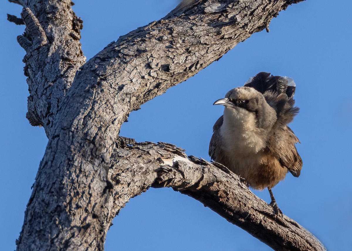 Gray-crowned Babbler - ML623791903