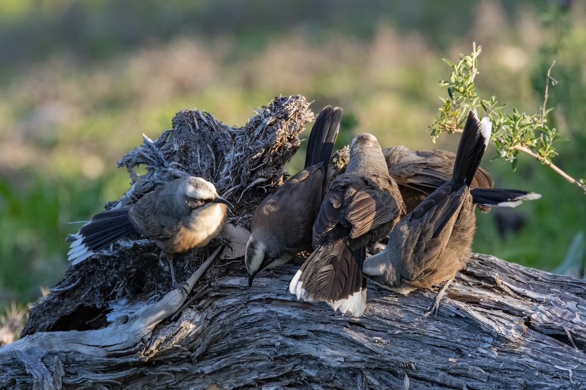 Gray-crowned Babbler - ML623791905