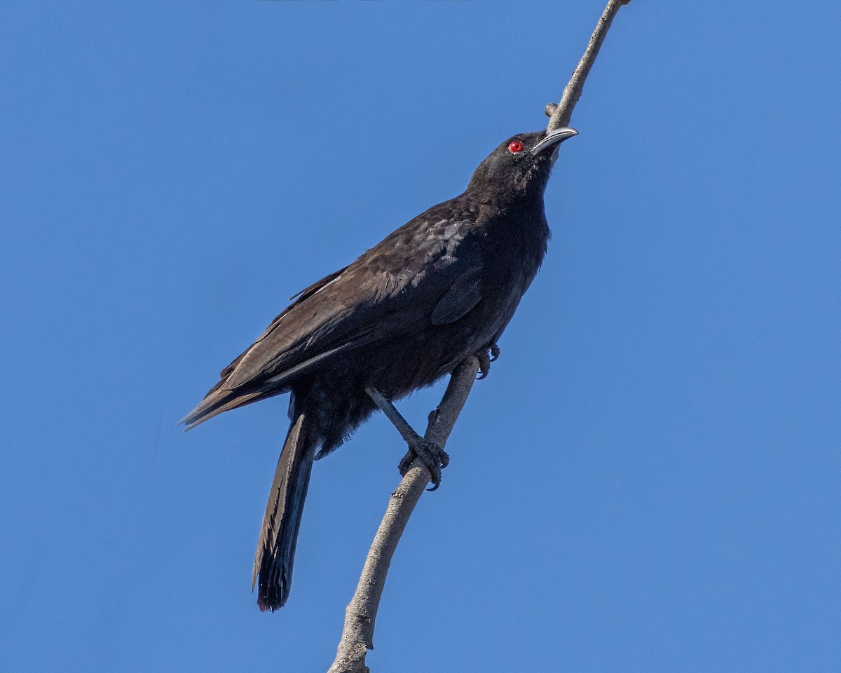 White-winged Chough - ML623791984