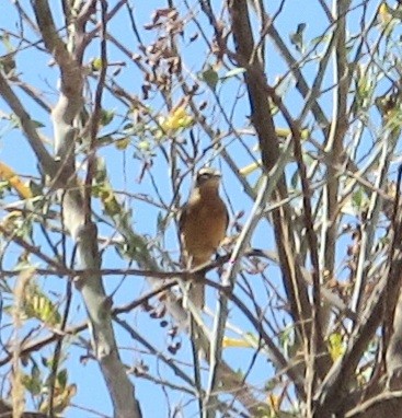 Cinnamon Warbling Finch - ML623792032