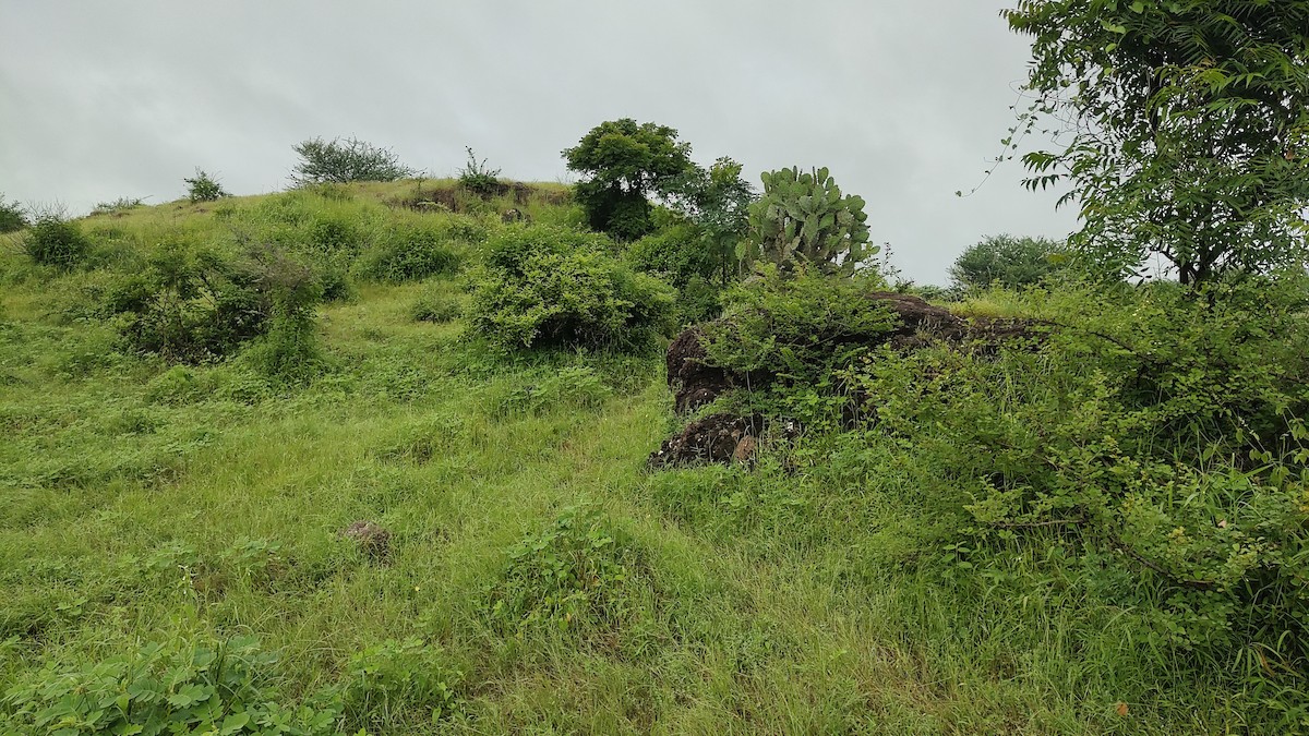 Rock Bush-Quail - ML623792036