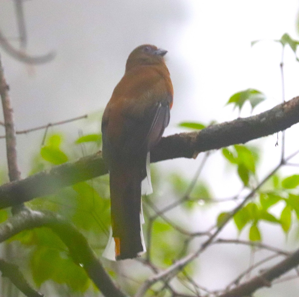 Red-headed Trogon - ML623792052