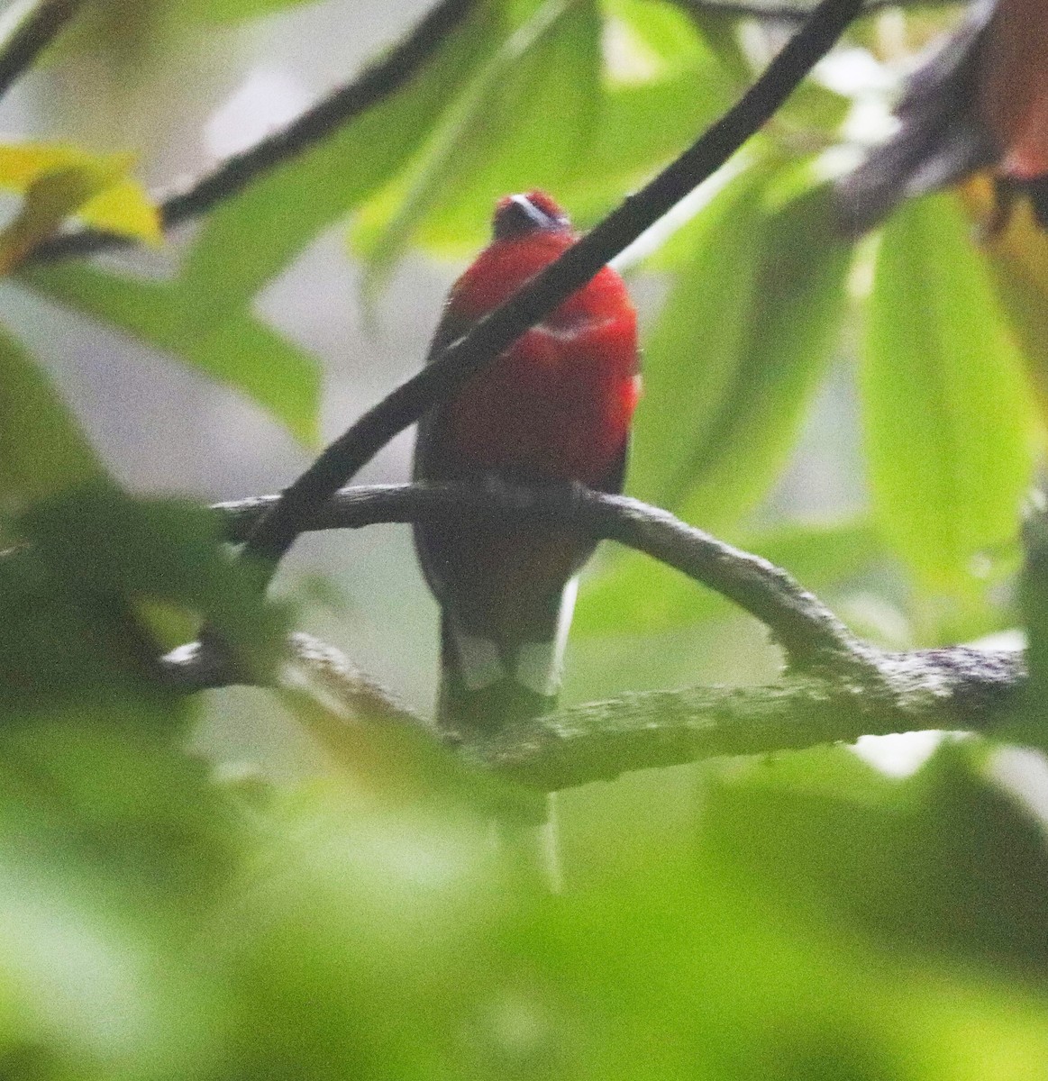 Red-headed Trogon - ML623792053